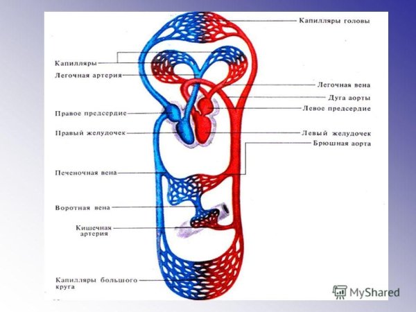 Схема строения кровеносной системы