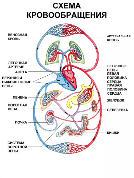 Круги кровообращения человека схема