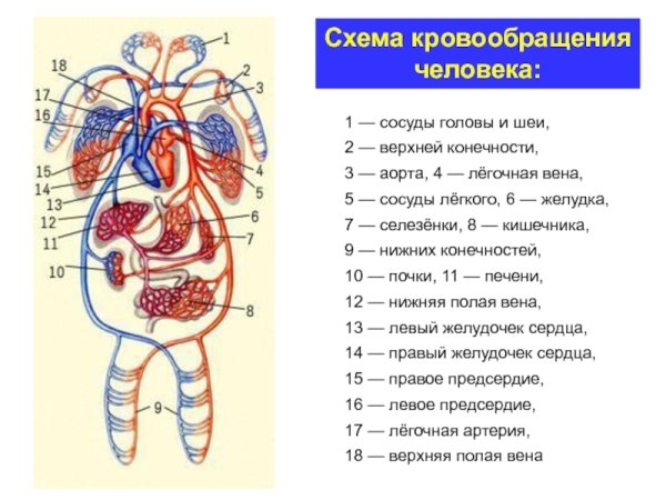 Кровообращение вены схема