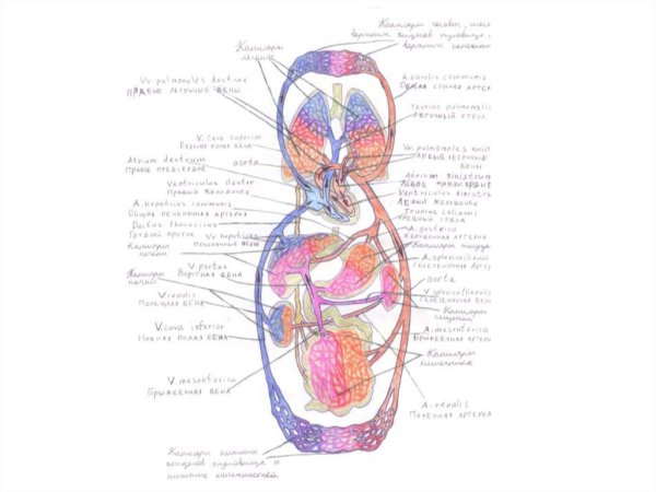 Схема венозной системы большого круга кровообращения