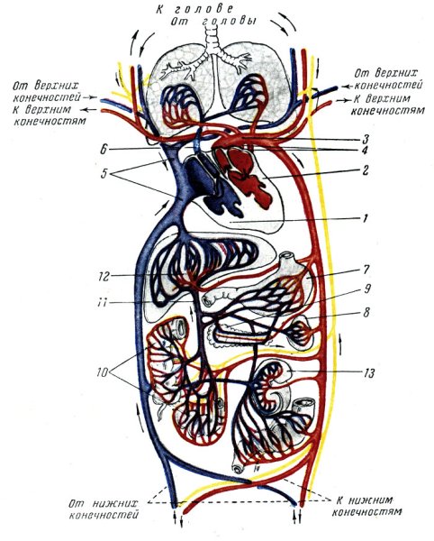 Схема большого круга кровообращения в организме человека