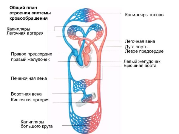 Малый круг кровообращения анатомия