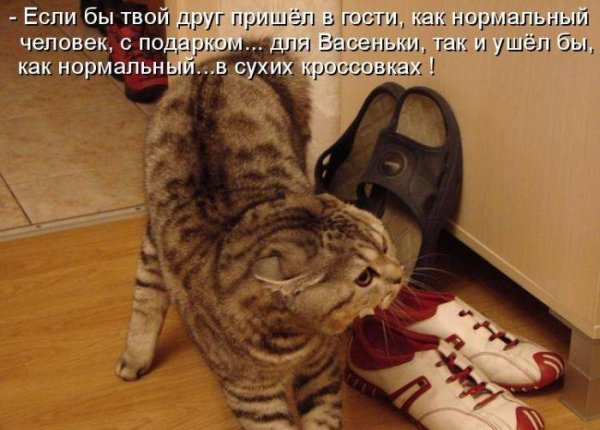 Картинки прикольные смешные с надписями