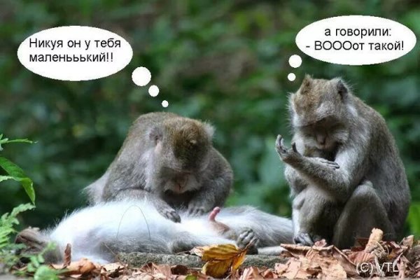 Приколы с обезьянами с надписями