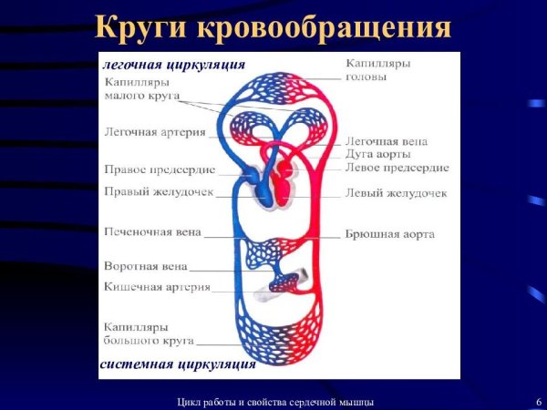 Круги кровь кровь кровообращения схема