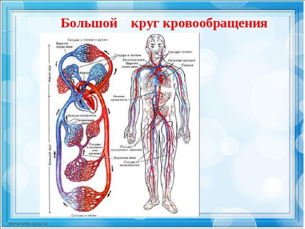 Схема сердечно сосудистой системы кровообращения