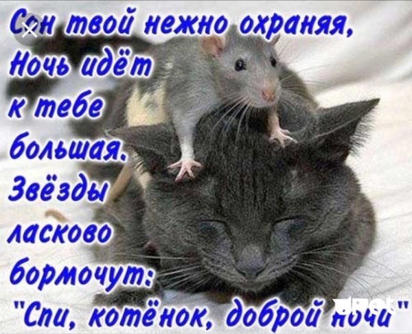 Пожелания спокойной ночи мужчине прикольные