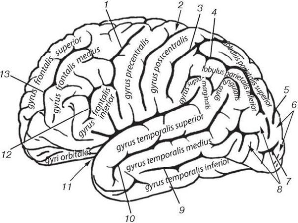 Схема ВЕРХНЕЛАТЕРАЛЬНОЙ поверхности полушарий большого мозга