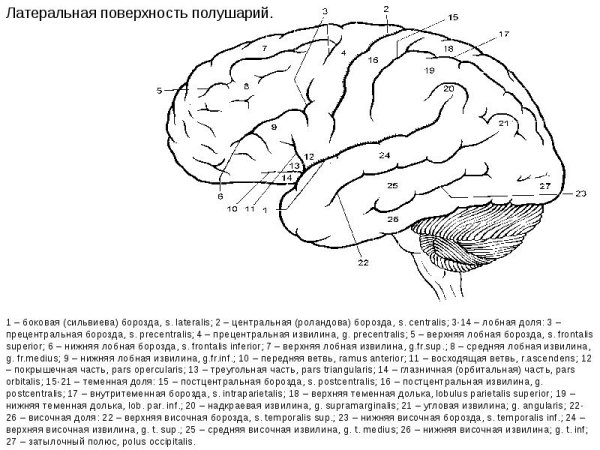 Конечный мозг доли борозды извилины