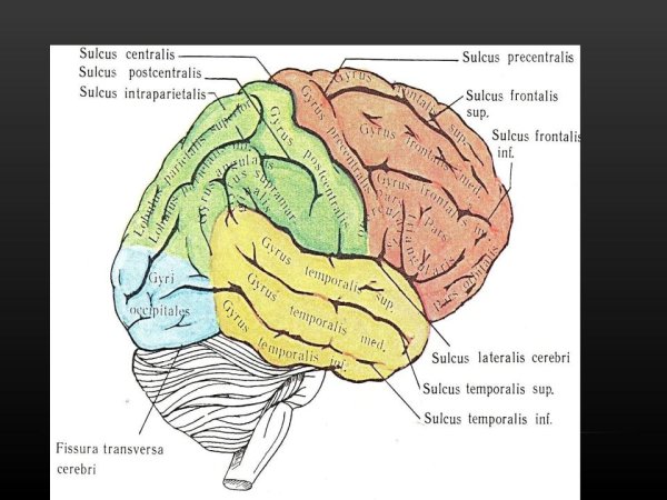 Головной мозг анатомия человека борозды и извилины