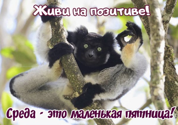 Смешные картинки про среду