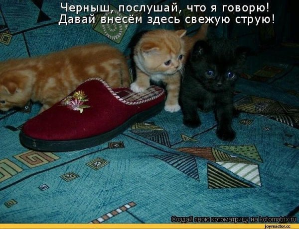 Смешные кошки с надписями