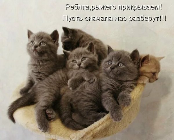 Котята с надписями