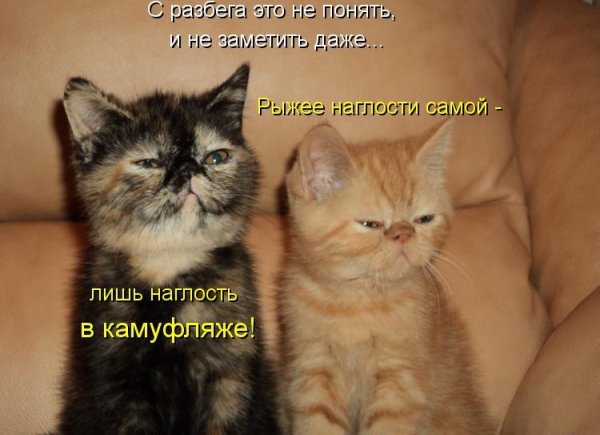 Смешные котята с надписями