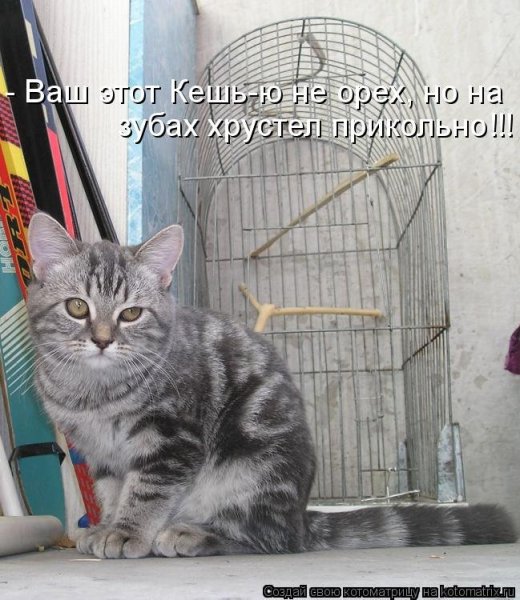 Прикольные мартовские коты