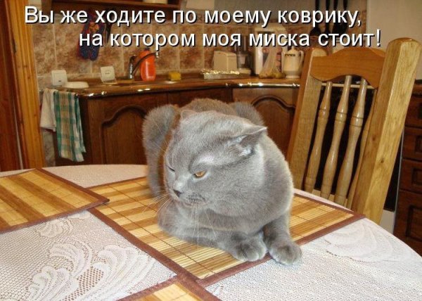 Смешные коты с надписями