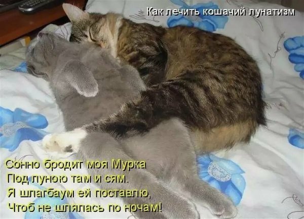 Котята с надписями