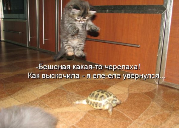 Смешные рисунки с надписями