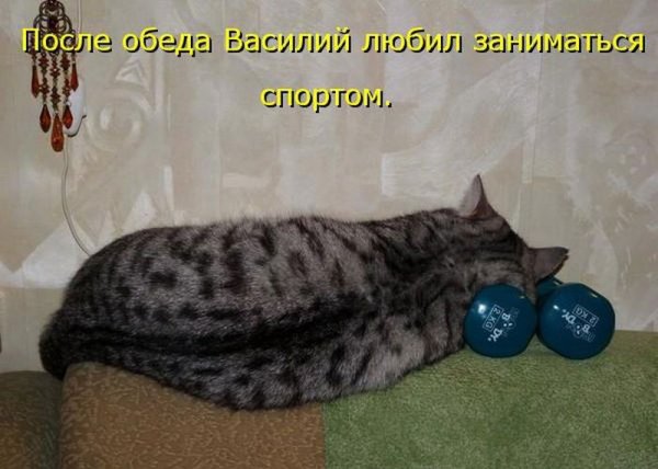 Смешные котята с надписями