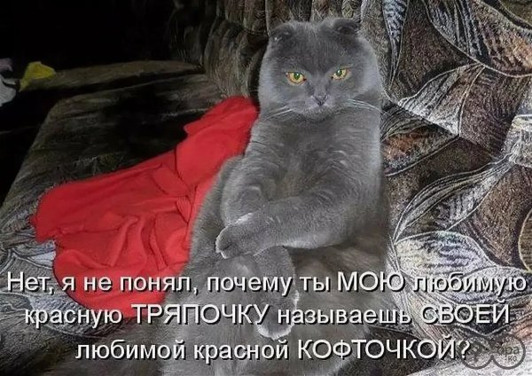 Приколы про кошек с надписями