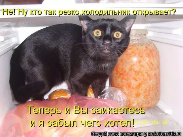 Прикольные стихи про котов