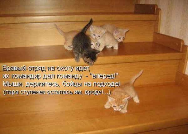 Коты Ирины Зенюк 2020