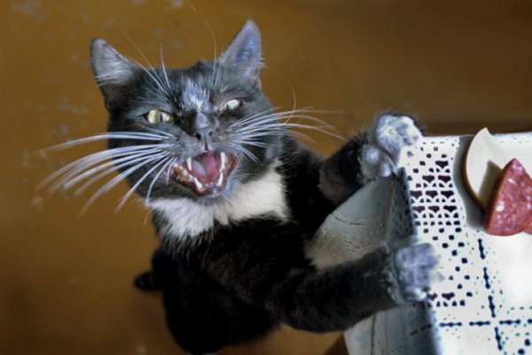 Анекдоты про котов