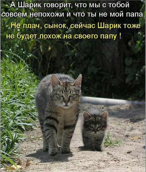 Коты с надписями