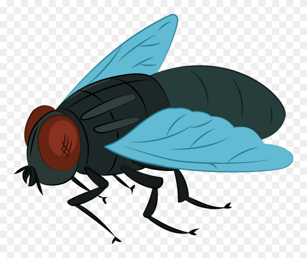 Муха для детей