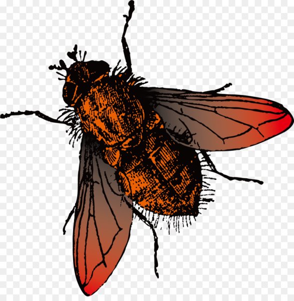 Муха без фона