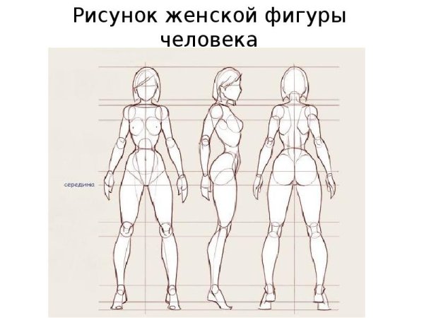 Анатомия референс в полный рост
