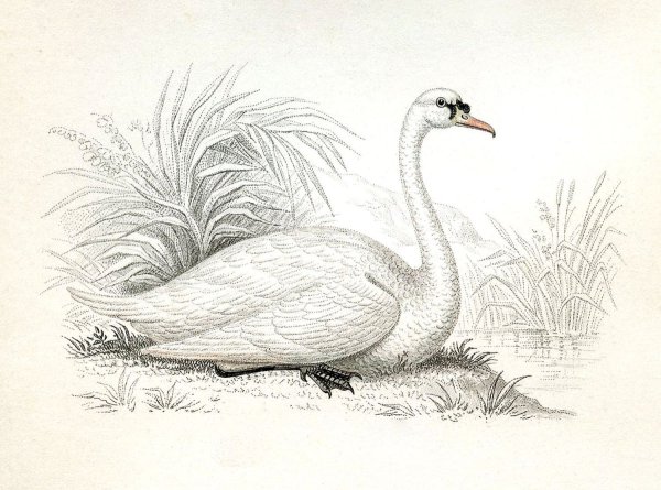 Лебедь рисунок