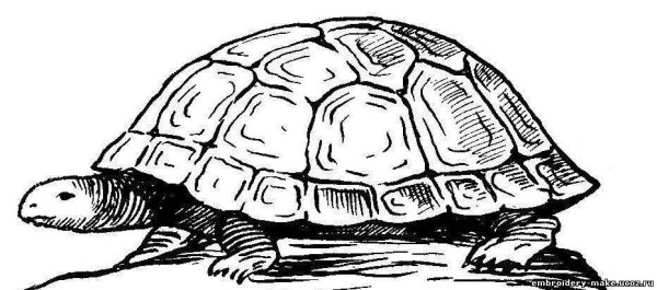 Черепаха карандашом для детей