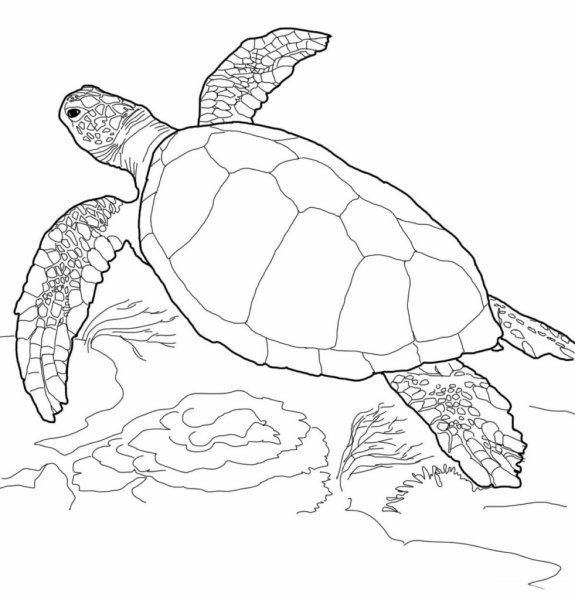 Раскраска черепаха