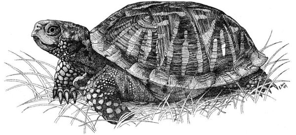 Тату Тортилла