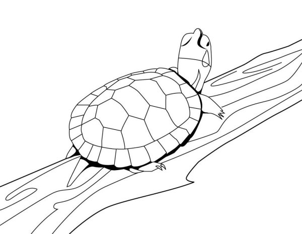 Раскраска черепашка красноухая