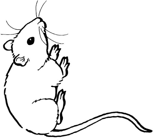 Раскраска Грызуны