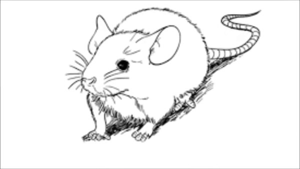 Мышь раскраска реалистичная