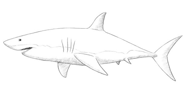 МЕГАЛОДОН раскраска