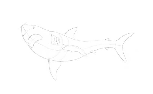 Акула для срисовки