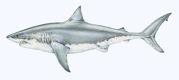 Акула сбоку вектор