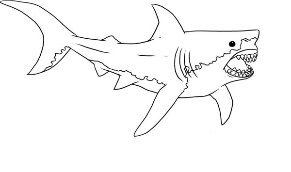 Акула цветная