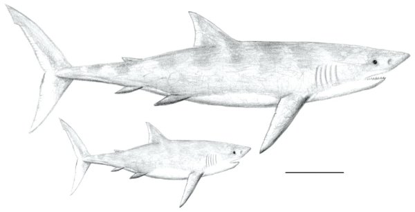 Тату эскиз тигровая акула