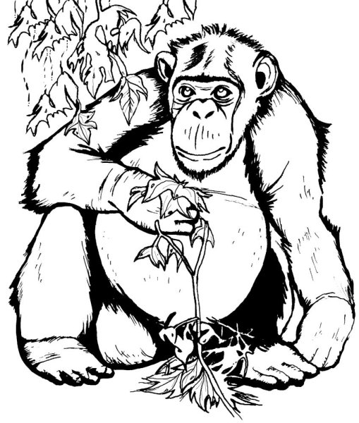 Шимпанзе раскраска