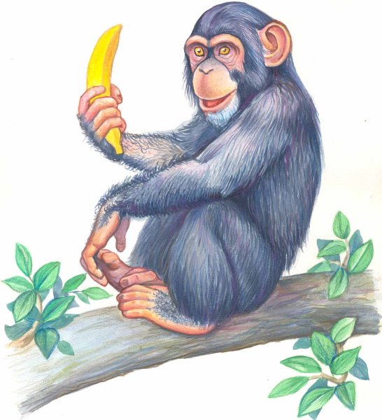 Шимпанзе рисунок для детей
