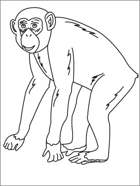 Шимпанзе раскраска