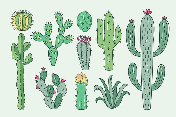 Кактусы орнамент стилизация