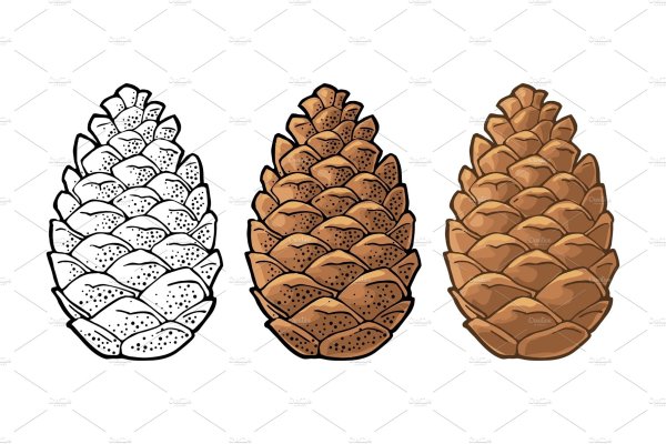 Pine Cones вектор