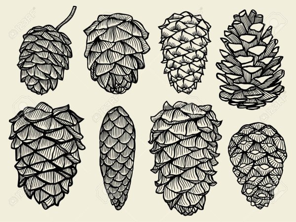 Крупные шишки нарисовать