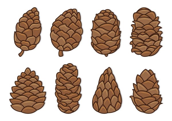 Pine Cones вектор